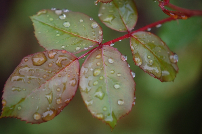 Rain drops on rose leaves