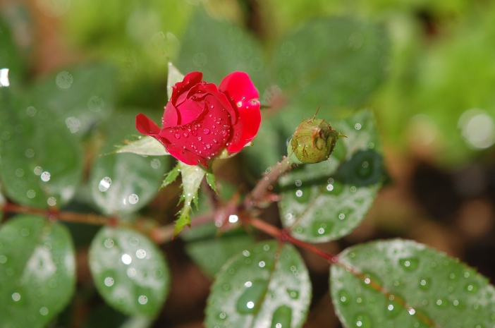 A Knock Out rosebud is bathed in June rain