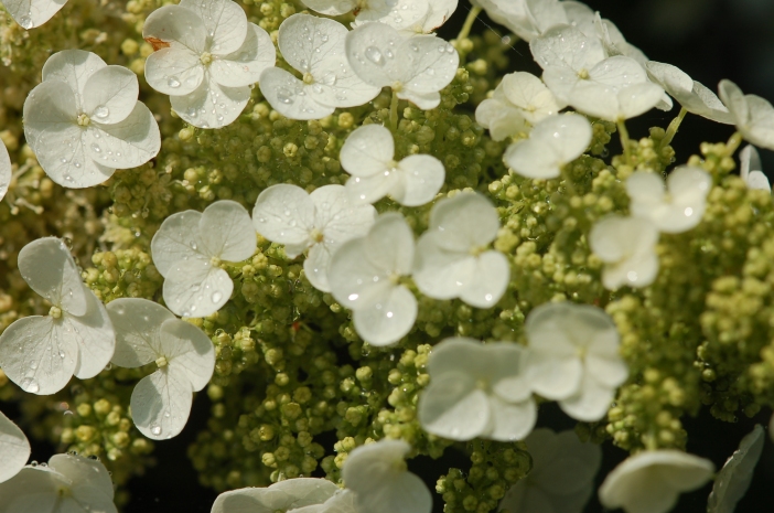 Oak leaf hydrangea blooms glisten in water and white!