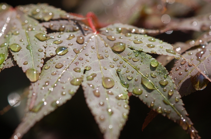 A red maple leaf intercepts the rain
